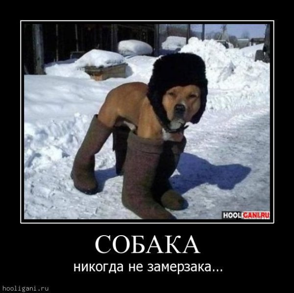 Собака в валенках