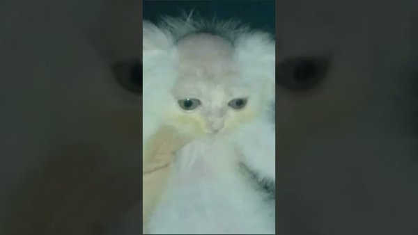 Мужик Выбрил голову коту