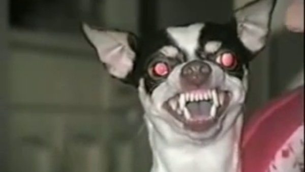 Собака чихуахуа злая