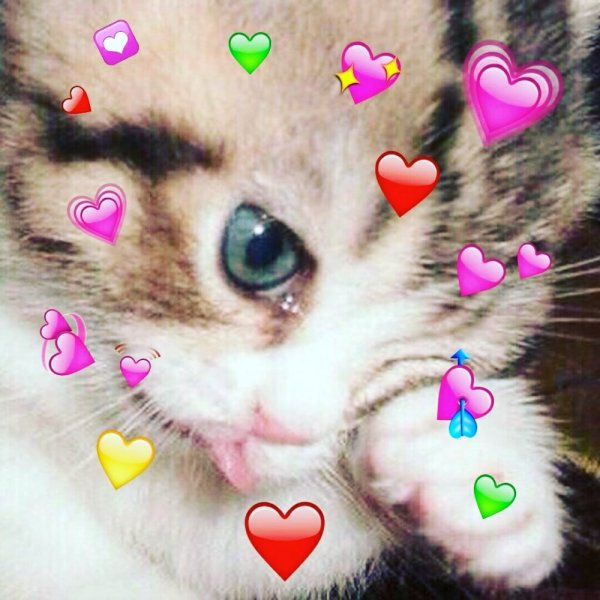 Плачущий котенок