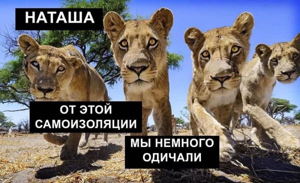 Мем Наташа вставай мы все уронили