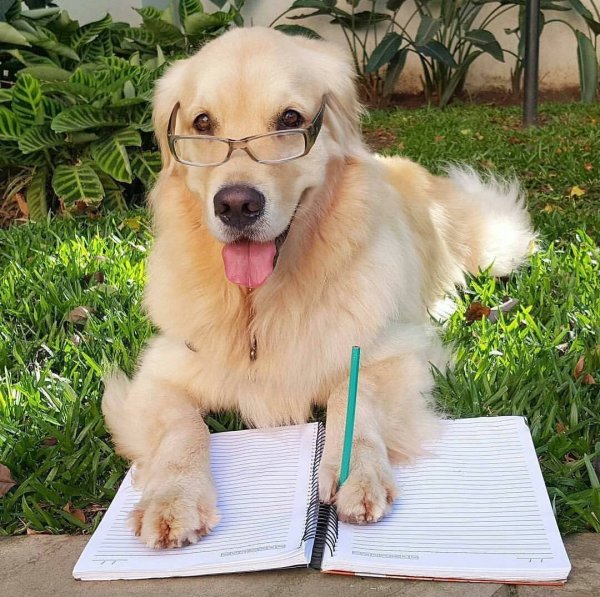 Умная собака