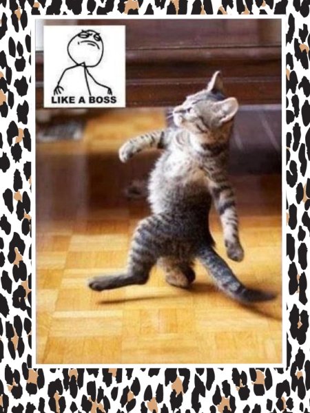 Кот лайк а босс