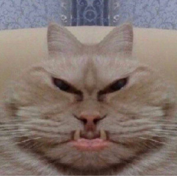 Коты мемы