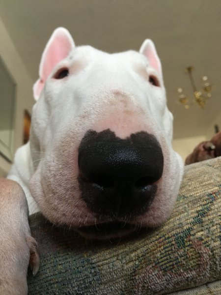 Порода бультерьер