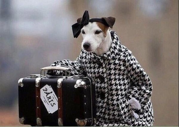 Пальто и собака