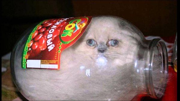 Кот залез в банку