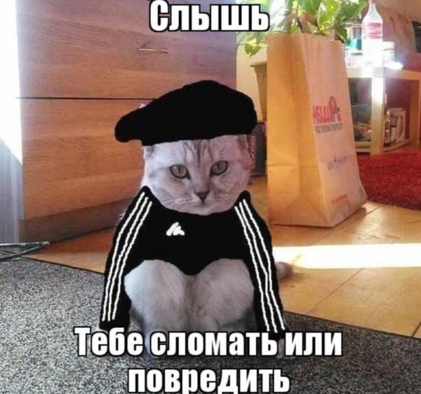 Слышь ты кто кот