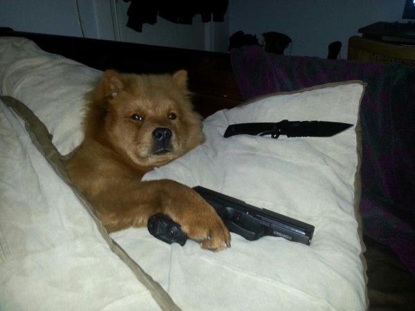 Собака с оружием Мем