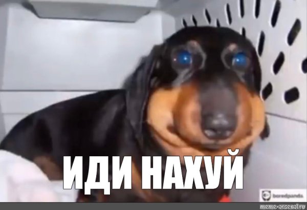 Таксу ужалила пчела