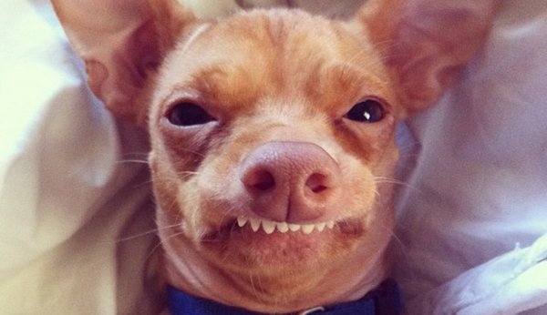 Чихуахуа Туна