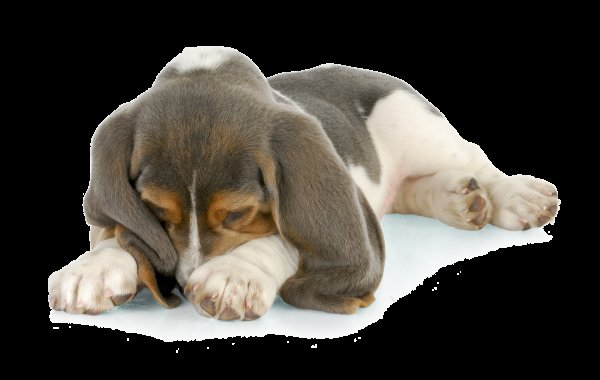 Собака закрывает нос лапой