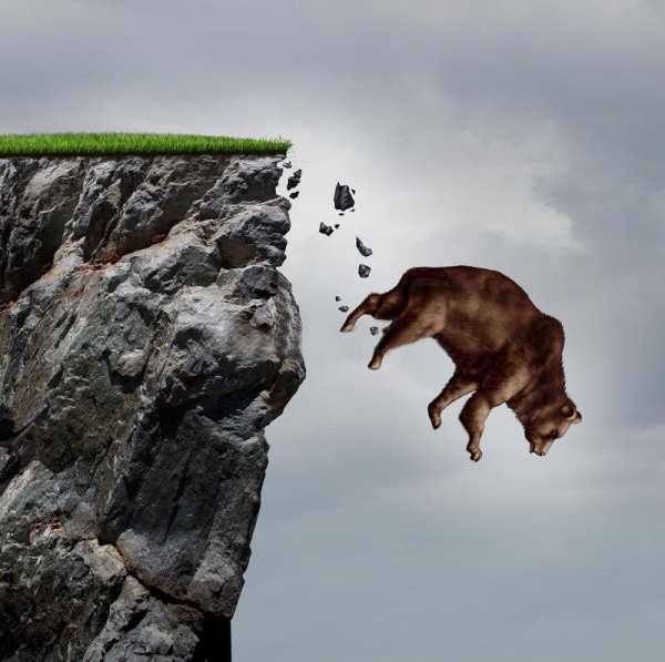 Собака на скале