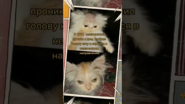 Кот с бритой головой