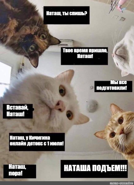 Мемы с котами