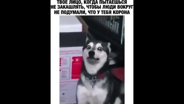 Когда пытаешься не закашлять собака