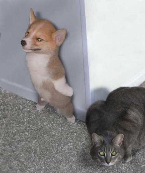 Тупые котята маленькие