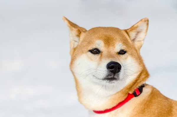 Собака закрывает нос лапой Мем