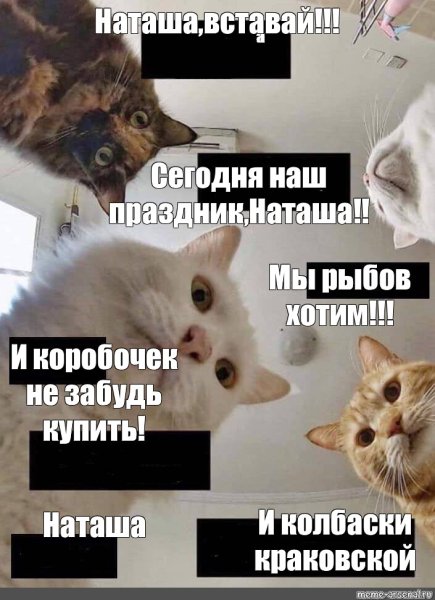 Последние мемы про кота