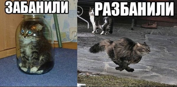 Кот в банке Мем забанен