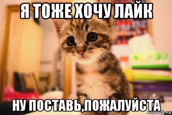 Подпишись котик