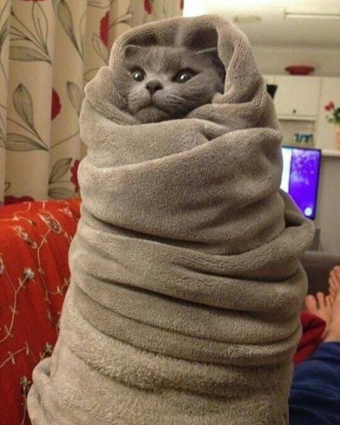 Котик завернутый в одеяло