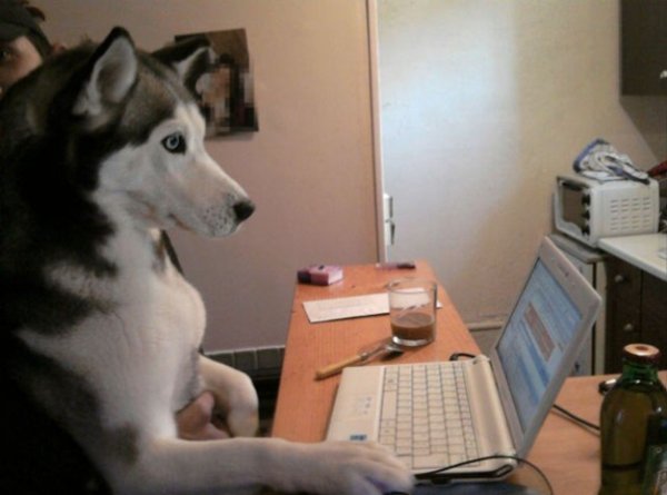Собака за компьютером