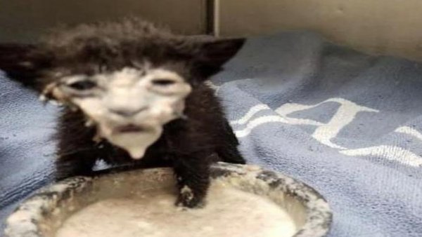 Кот в молоке Мем