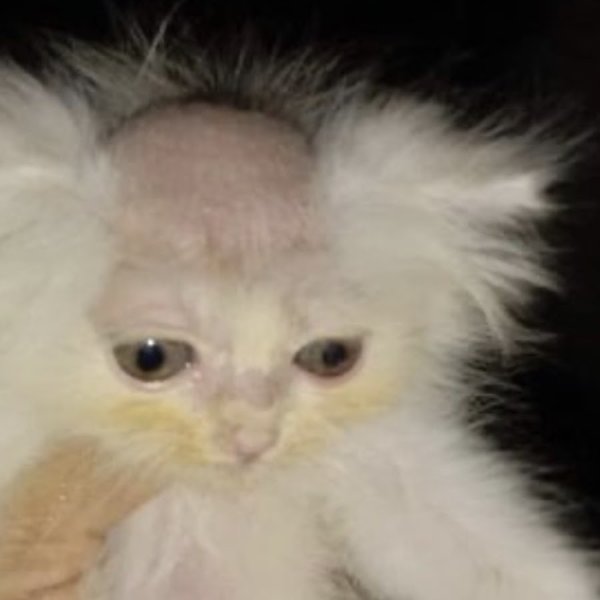 Кот с выбритым лбом