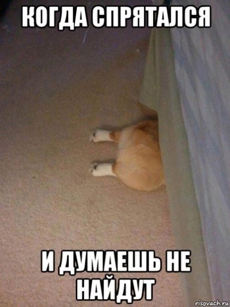 Смешные ПРЯТКИ