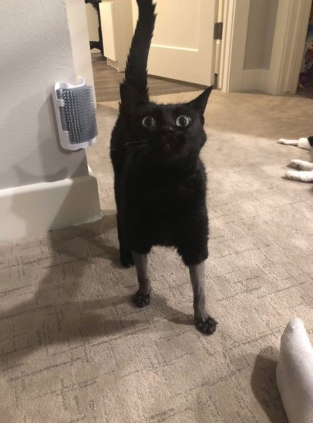 Смешные бритые коты