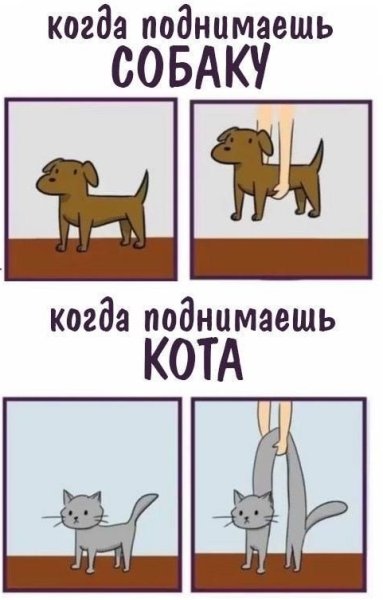Поднять кота и собаку