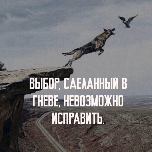 Собака за птицей с обрыва