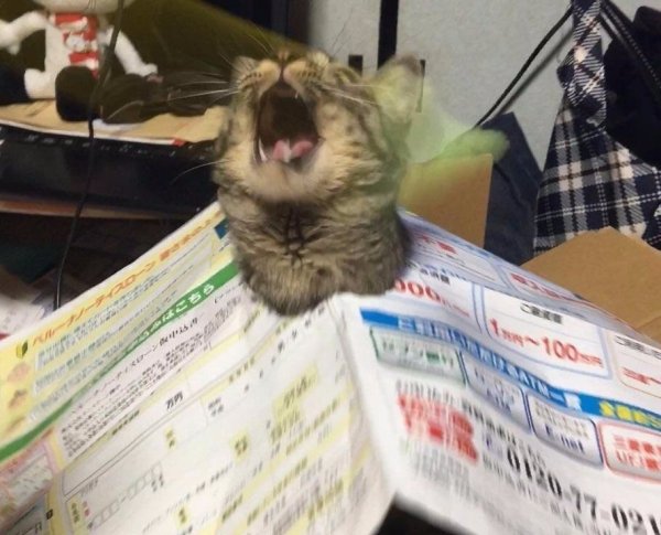 Кот в панике