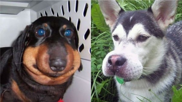 Собака после укуса пчелы