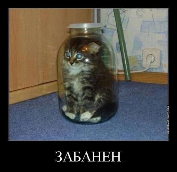 Кот в банке