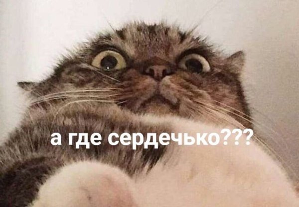 Коты для важных переговоров
