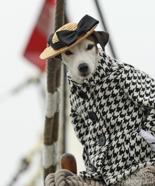 Животные в пальто