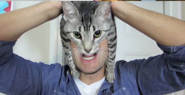 Голова кота