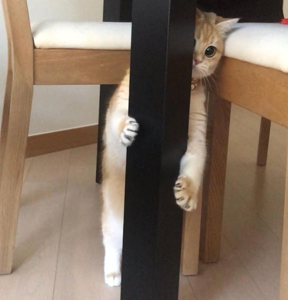 Я спрятался