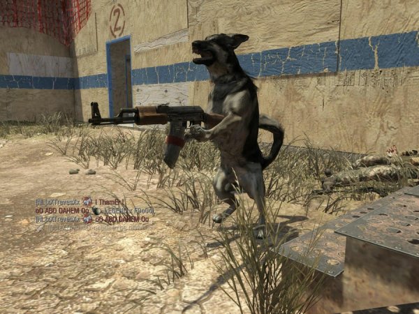 Собака с автоматом