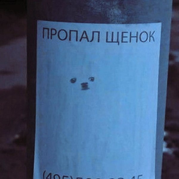 Потерялась собака объявления прикол