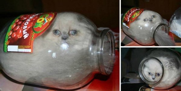Смешной кот в банке