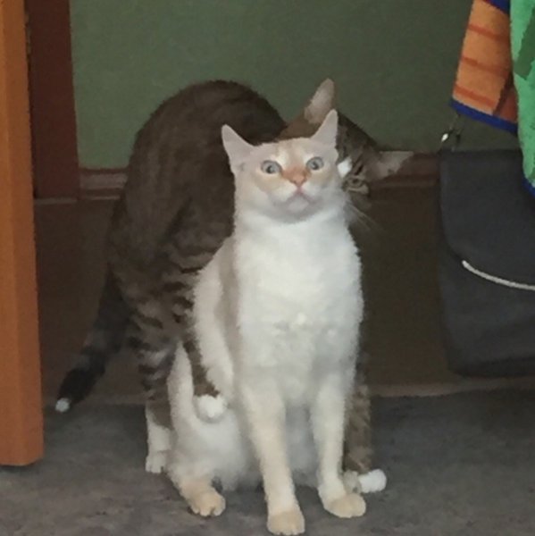 Коты для важных переговоров