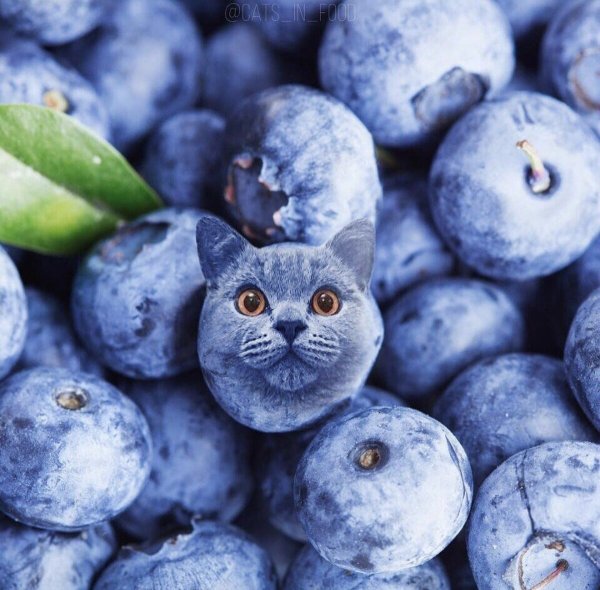 Кот голубика