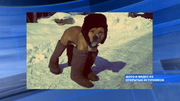 Собака в тулупе Мем