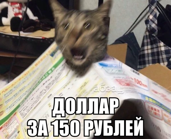 Кот в панике Мем