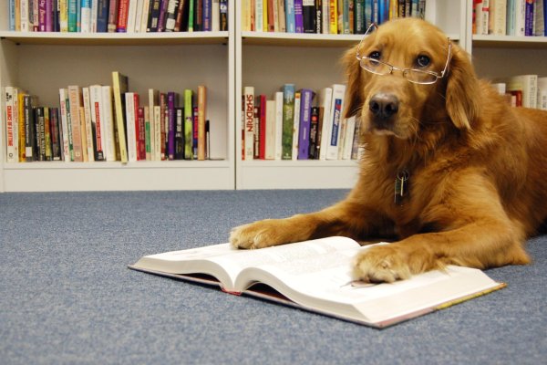 Собака в библиотеке