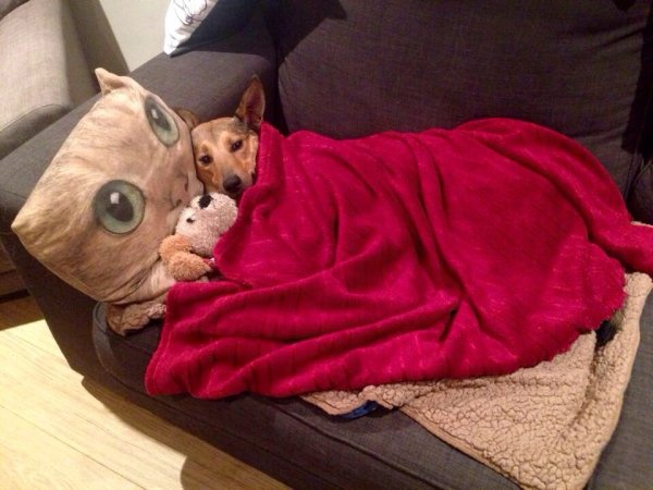 Холод собачий Мем