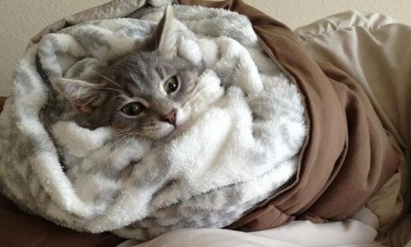 Котик завернутый в одеяло